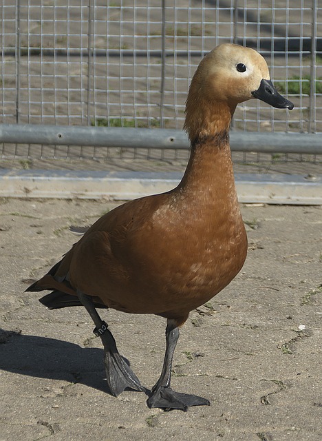 相信